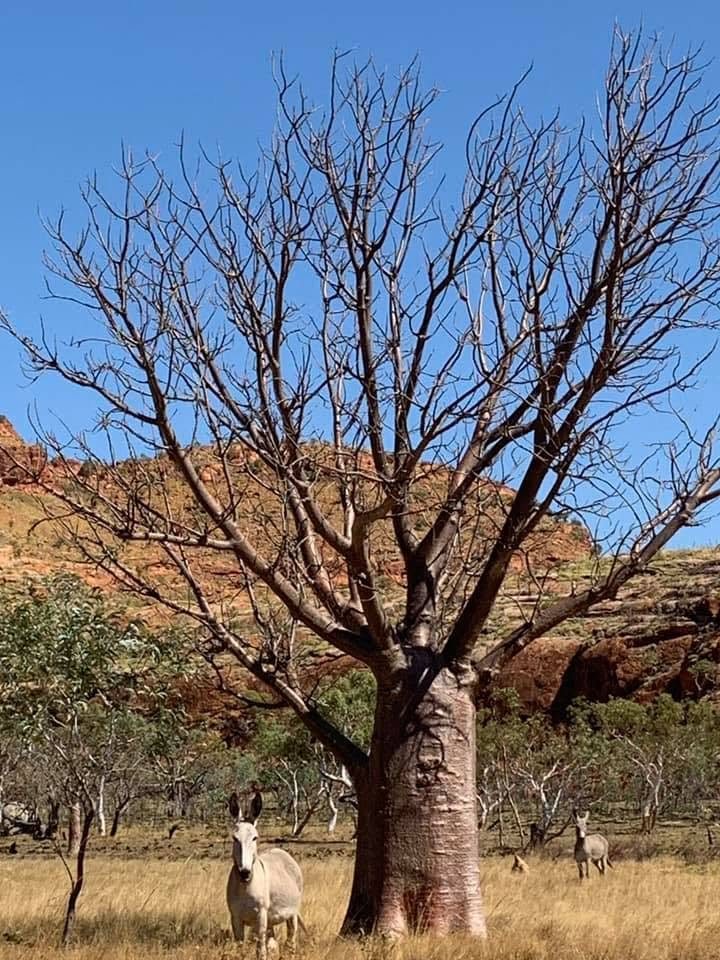 Boab tree in front of a sandstone range, with a donkey resting in its shade